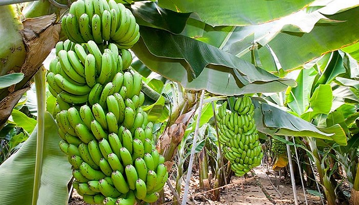Agricultura refuerza medidas fitosanitarias para evitar entrada al país de  peligroso hongo que afecta al banano - VILLA INFO DIGITAL